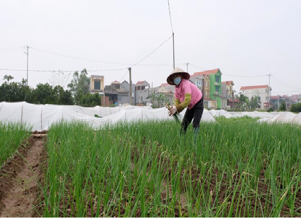 Trồng rau gia vị thu nhập cao gấp 5 - 6 lần trồng lúa - Ảnh 1.