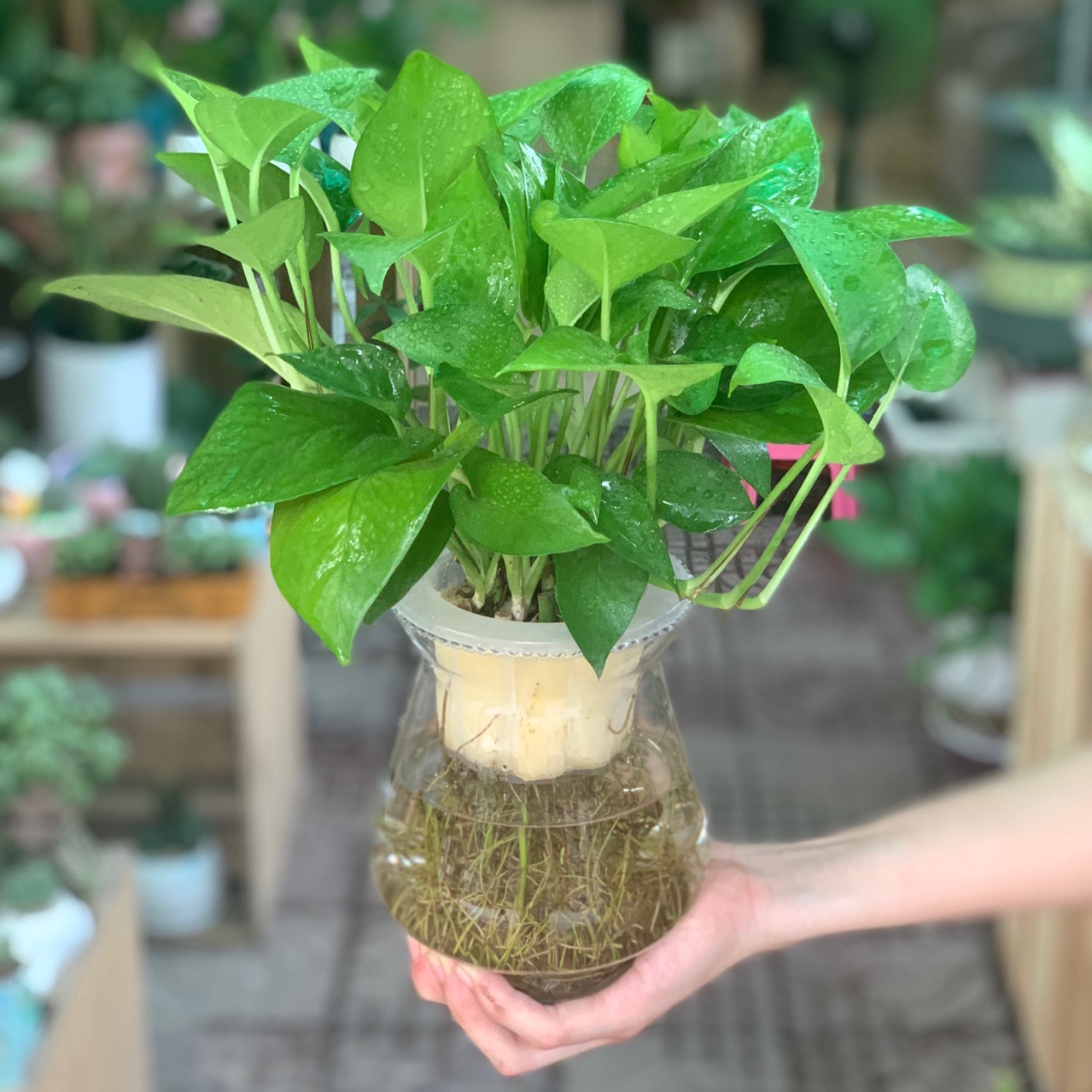 Moldy, smelly bathroom, immediately plant 5 types of plants to deodorize and purify the air - Photo 2.