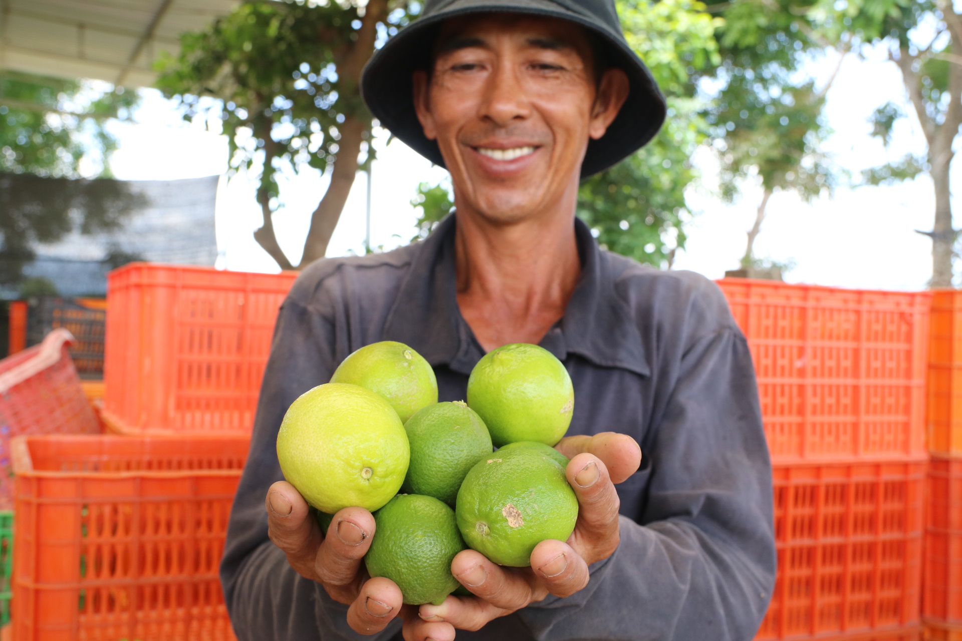 Ninh Thuận: Chất lượng dưa lưới, trái cây ngon nhờ ứng dụng công nghệ cao vào sản xuất nông nghiệp - Ảnh 1.