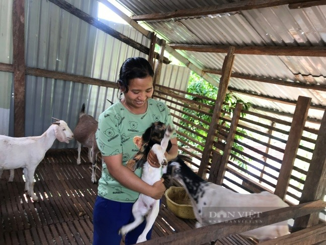 Tổ nuôi dê ở Ta Mung không sợ thiếu vốn, không lo thức ăn, cũng không lo ế - Ảnh 2.