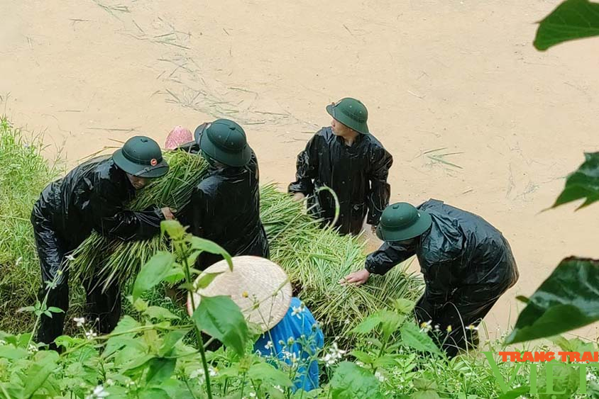 Bộ đội Biên phòng Sơn La giúp dân vùng biên thu hoạch lúa trong mưa bão - Ảnh 2.