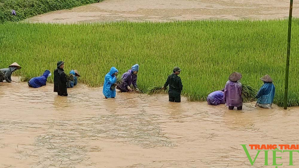 Bộ đội Biên phòng Sơn La giúp dân vùng biên thu hoạch lúa trong mưa bão - Ảnh 1.