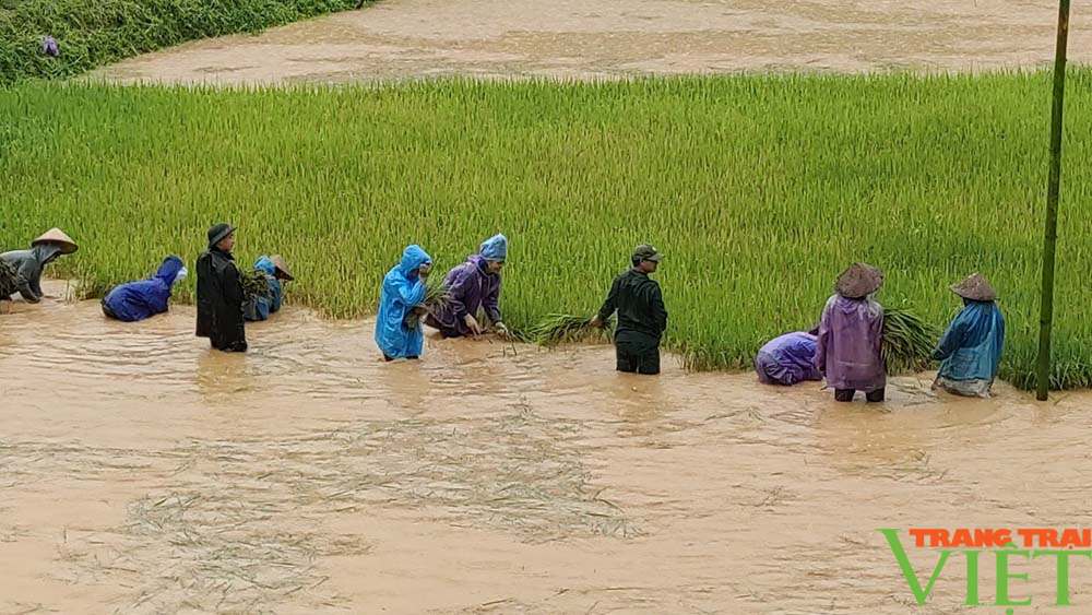 Bộ đội Biên phòng Sơn La giúp dân vùng biên thu hoạch lúa trong mưa bão - Ảnh 1. Bộ đội Biên phòng Sơn La giúp dân vùng biên thu hoạch lúa trong mưa bão - Ảnh 1.