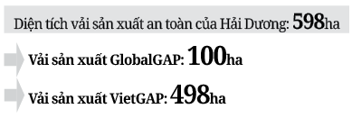 Hứu hẹn mùa vải thiều bội thu, trúng giá  - Ảnh 3.