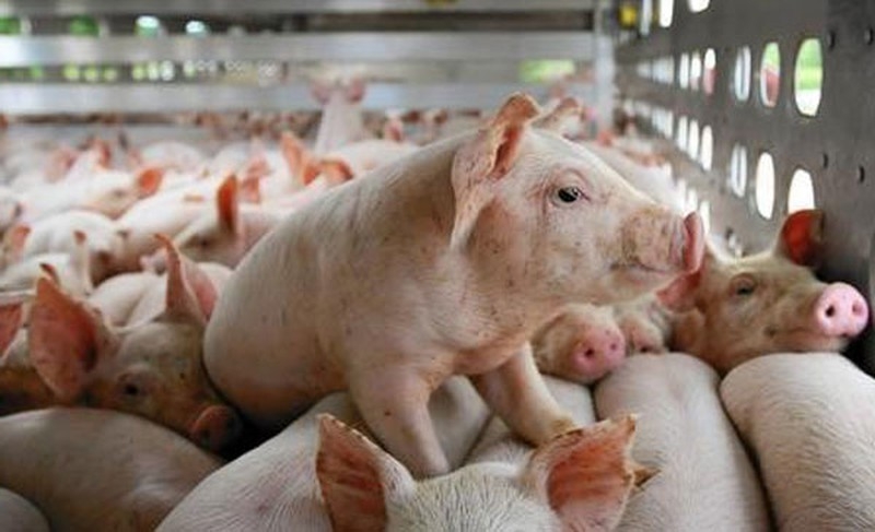 Lợn hơi dao động quanh ngưỡng 70.000 đồng/kg, dự báo &quot;nóng&quot; mới  - Ảnh 1.