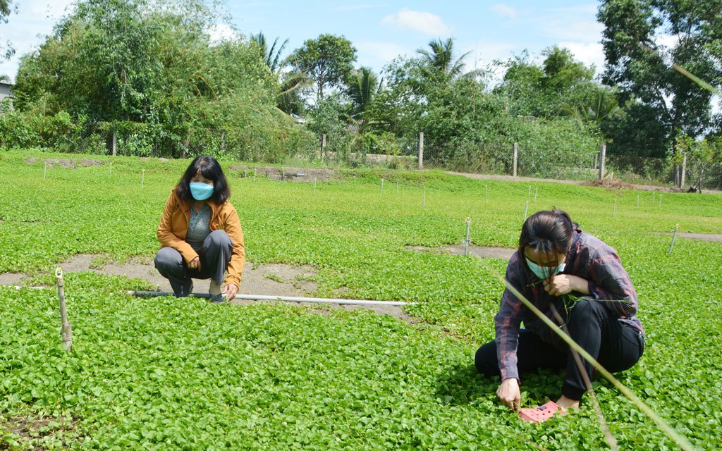 Trồng thứ rau đồng lá cả là lá, nắng nóng bán đắt như tôm tươi, nhà nông Long An "đút túi" 15 triệu/tháng ngon ơ