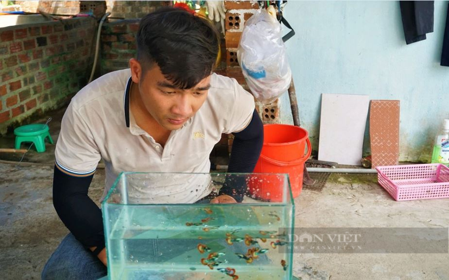Quảng Nam: Nuôi loài cá tí hon, đẻ con sòn sòn, 9X thu trăm triệu mỗi năm - Ảnh 1.