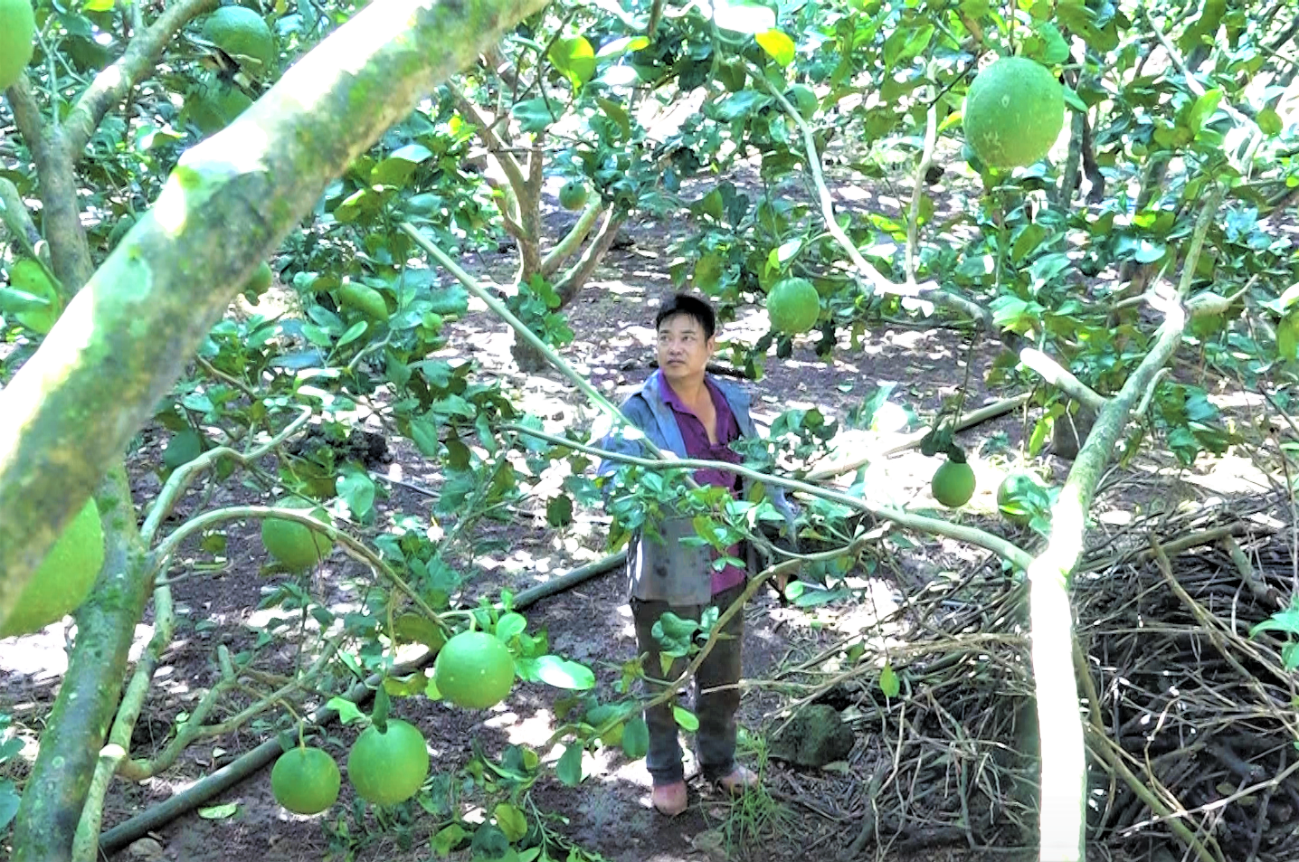 Vùng đất này ở Đồng Nai xưa nghèo rớt nay đổi đời nhờ trồng cây trái đặc sản, có nhà lời hơn 1 tỷ/năm - Ảnh 1.