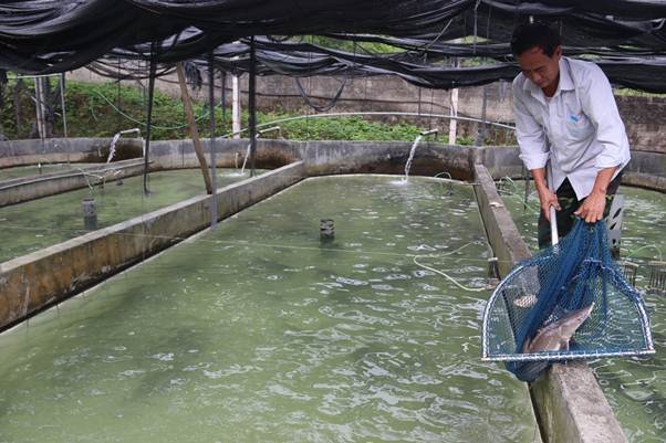 Nuôi thứ cá trông như tàu ngầm dưới Thác Bay mát lạnh, nông dân Vĩnh Phúc giàu lên trông thấy - Ảnh 1.