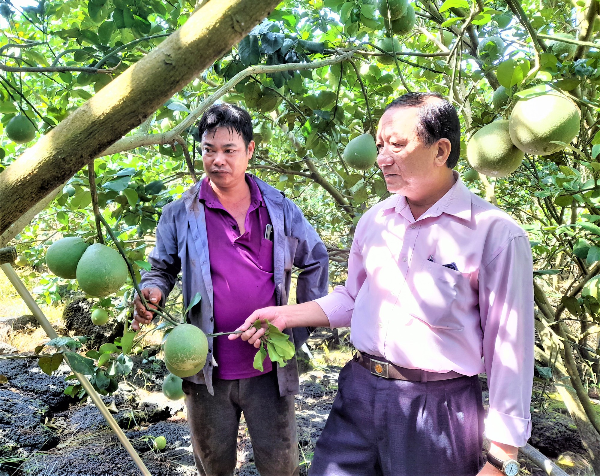 Vùng đất này ở Đồng Nai xưa nghèo rớt nay đổi đời nhờ trồng cây trái đặc sản, có nhà lời hơn 1 tỷ/năm - Ảnh 3.