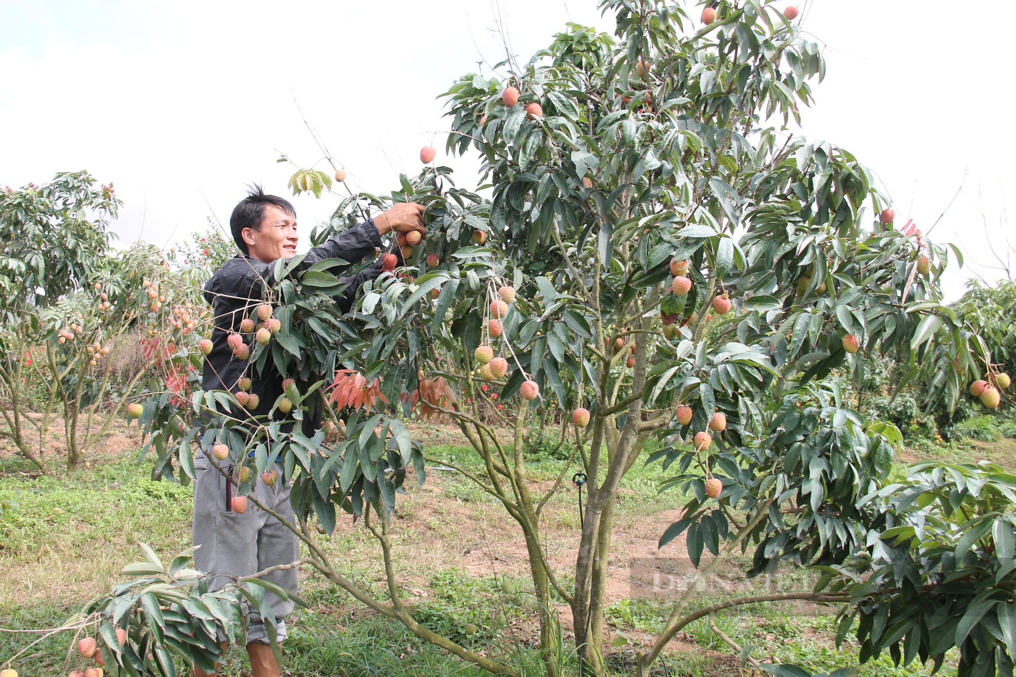 Vải chín sớm ở Đắk Lắk thừa lợi thế, thiếu liên kết - Ảnh 3.