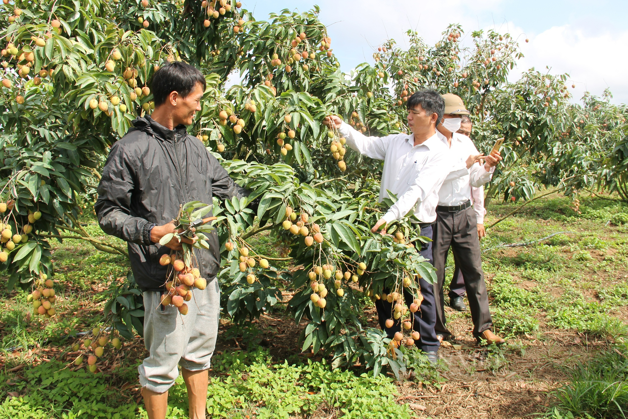 Vải chín sớm ở Đắk Lắk thừa lợi thế, thiếu liên kết - Ảnh 2.