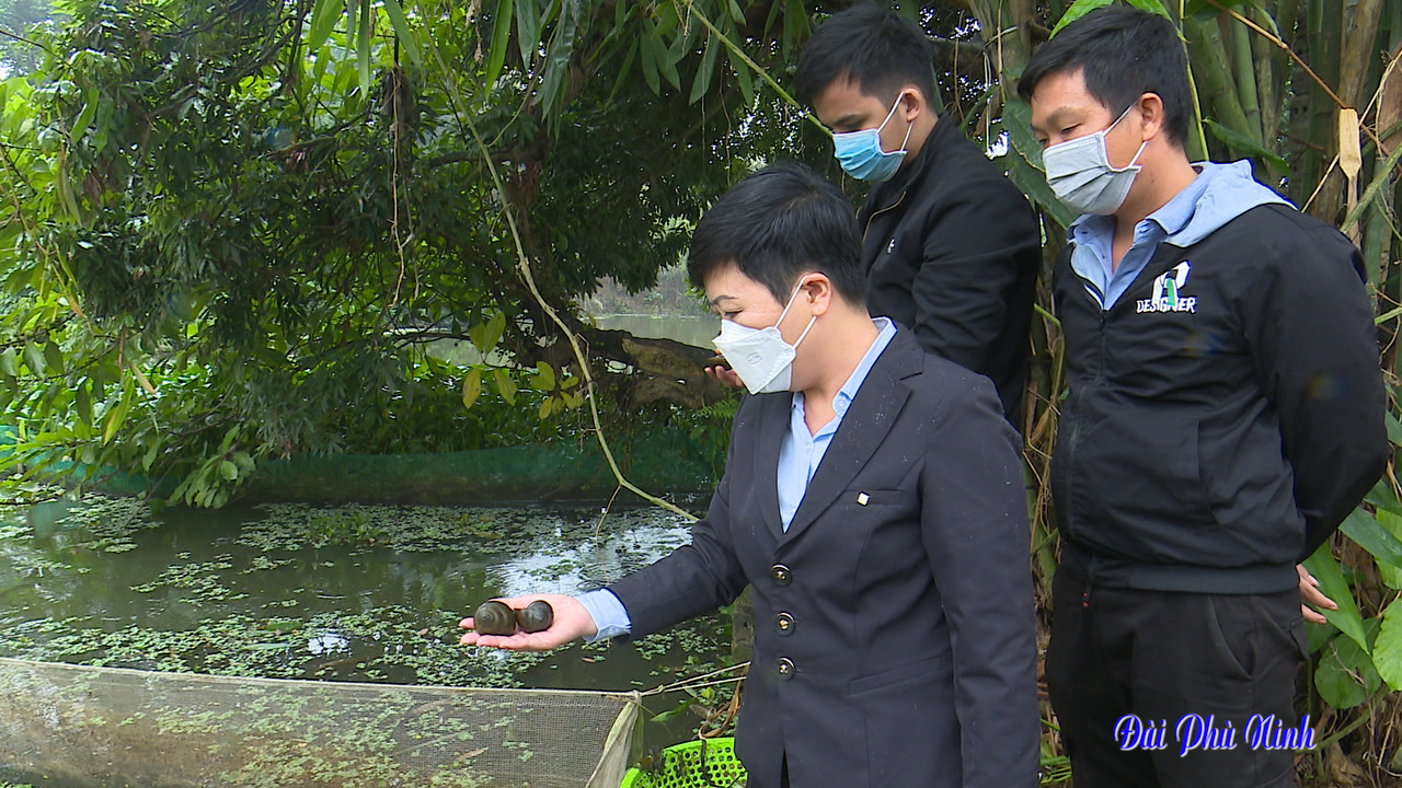 Đào ao nuôi loại ốc đặc sản dày đặc, bắt lên vô số, người ta kéo đến vùng này của Phú Thọ để xem - Ảnh 6.