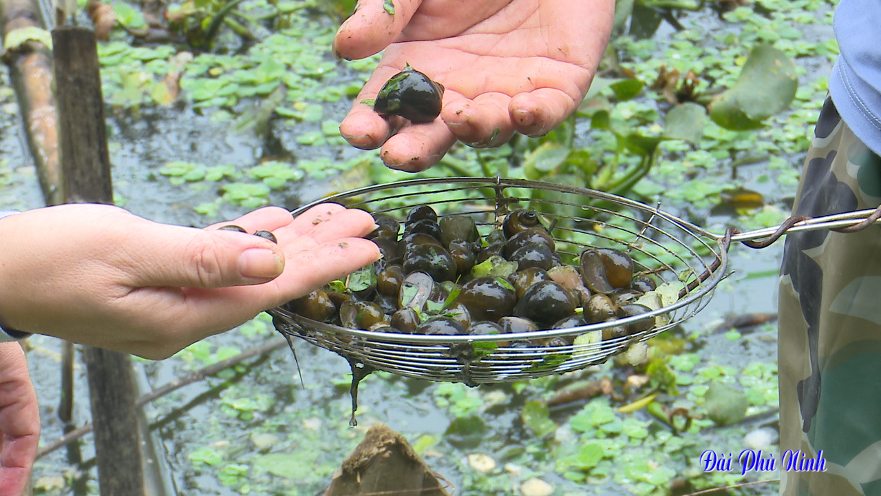 Đào ao nuôi loại ốc đặc sản dày đặc, bắt lên vô số, người ta kéo đến vùng này của Phú Thọ để xem - Ảnh 8.