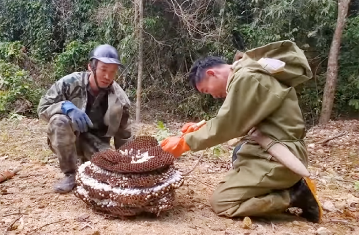 Chuyện chưa kể về những cuộc đi săn &quot;ong tử thần&quot; khiến nhiều thợ săn có số má cũng phải lắc đầu lè lưỡi - Ảnh 2.