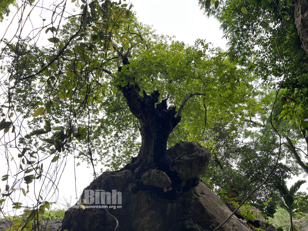 Ninh Bình: &quot;Cụ thị&quot; ngậm ngọc nghìn năm tuổi giữa lưng chừng núi - Ảnh 1.