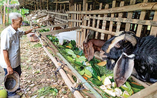 Tranh thủ vặt lá mít, chặt trái mít non nuôi con đặc sản này, nông dân Cần Thơ khá giả hẳn lên