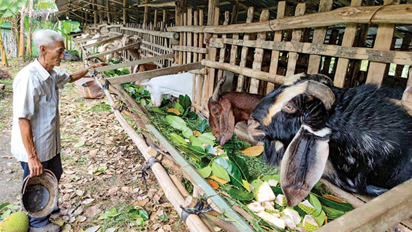 Tranh thủ vặt lá mít, chặt trái mít non nuôi con đặc sản này, nông dân Cần Thơ khá giả hẳn lên - Ảnh 1.