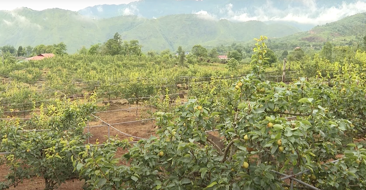 Vùng đất này của Lào Cai trồng giống lê gì mà cây thấp tè đã ra trái quá trời, vườn đẹp như phim? - Ảnh 1.