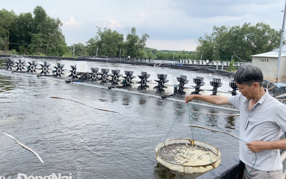 Nuôi tôm công nghệ cao ở vùng này của Đồng Nai lợi nhuận khủng, vì sao mua bán tôm bị thao túng?