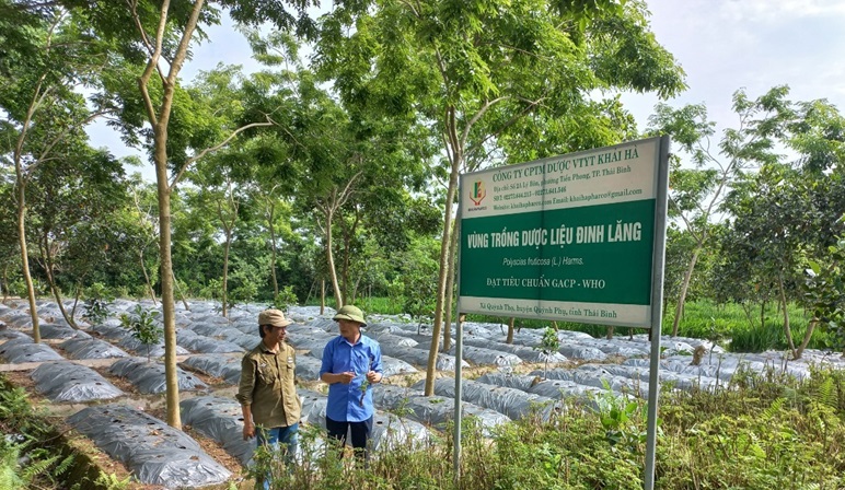 Trồng thứ cây gì mà tốt um, lá vươn tua tủa, nông dân vùng này ở Thái Bình thu tiền tỷ? - Ảnh 1.