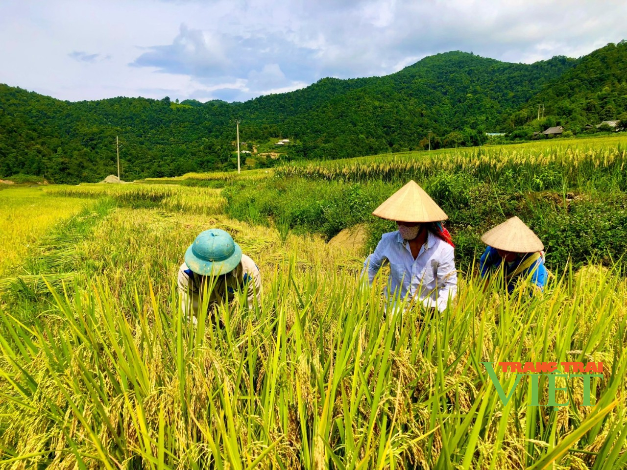 Lai Châu: Tà Hừa đẩy nhanh tiến độ thu hoạch lúa Đông Xuân, triển khai gieo cấy lúa Hè Thu - Ảnh 3.