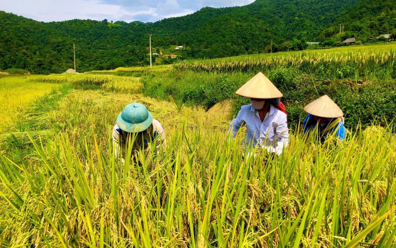 Tà Hừa đẩy nhanh thu hoạch lúa Xuân, gieo cấy vụ Hè Thu