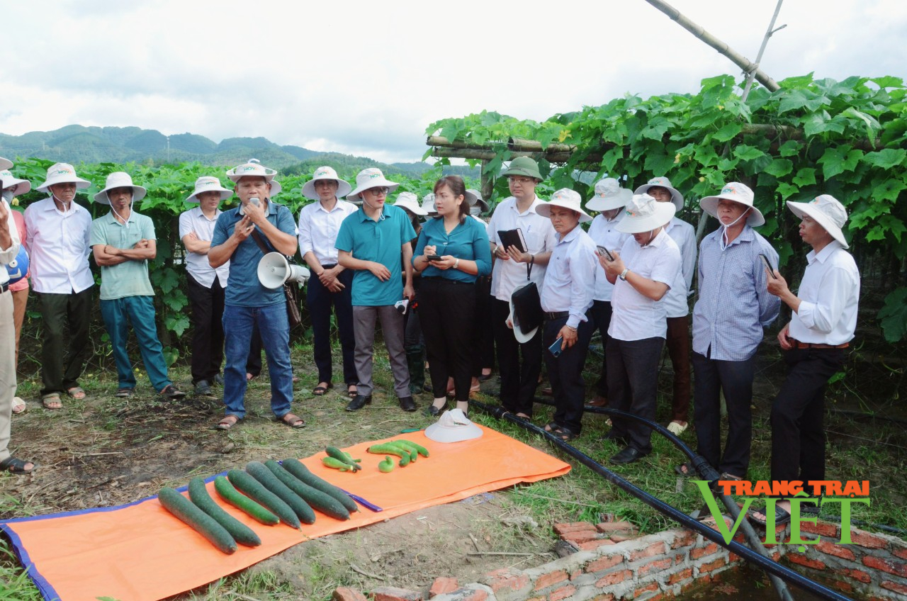 Lai Châu: Hội thảo đầu bờ mô hình liên kết trồng bí đao xanh Nova 209 - Ảnh 4.