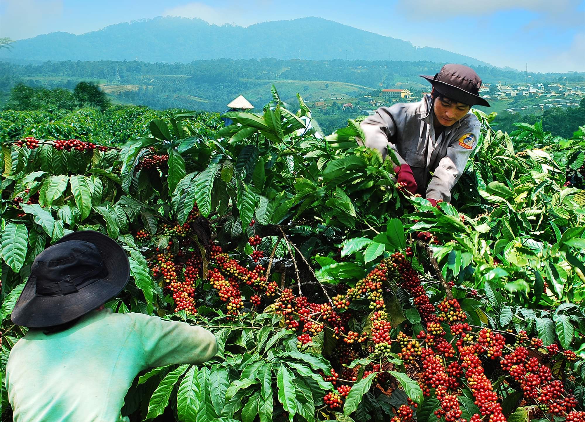Tái canh cây cà phê: Nhiều địa phương không đạt kế hoạch, nông dân không mặn mà - Ảnh 1.