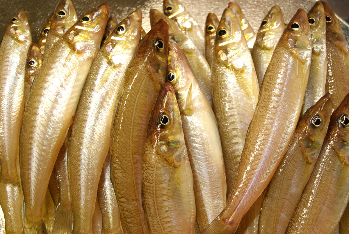 Ra xã đảo Minh Châu thưởng thức loài cá vảy óng ánh màu xà cừ, ăn rồi ai cũng mua về làm quà - Ảnh 1.