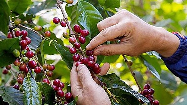 Giá cà phê &quot;lao dốc&quot; tại nhiều vùng trồng trọng điểm, mất mốc 43.000 đồng/kg - Ảnh 2.