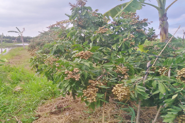 Đem thứ nhãn đặc sản này ở Hưng Yên vô trồng ở Hậu Giang, bất ngờ cây thấp tè đã ra trái cả là trái - Ảnh 2.