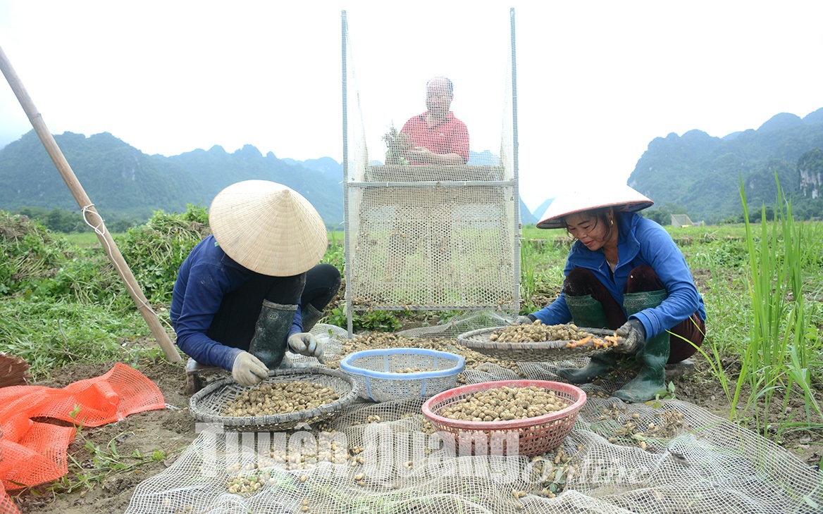 Ở nơi này của Tuyên Quang, nông dân đang có một nỗi buồn mang tên &quot;lạc xuân&quot;