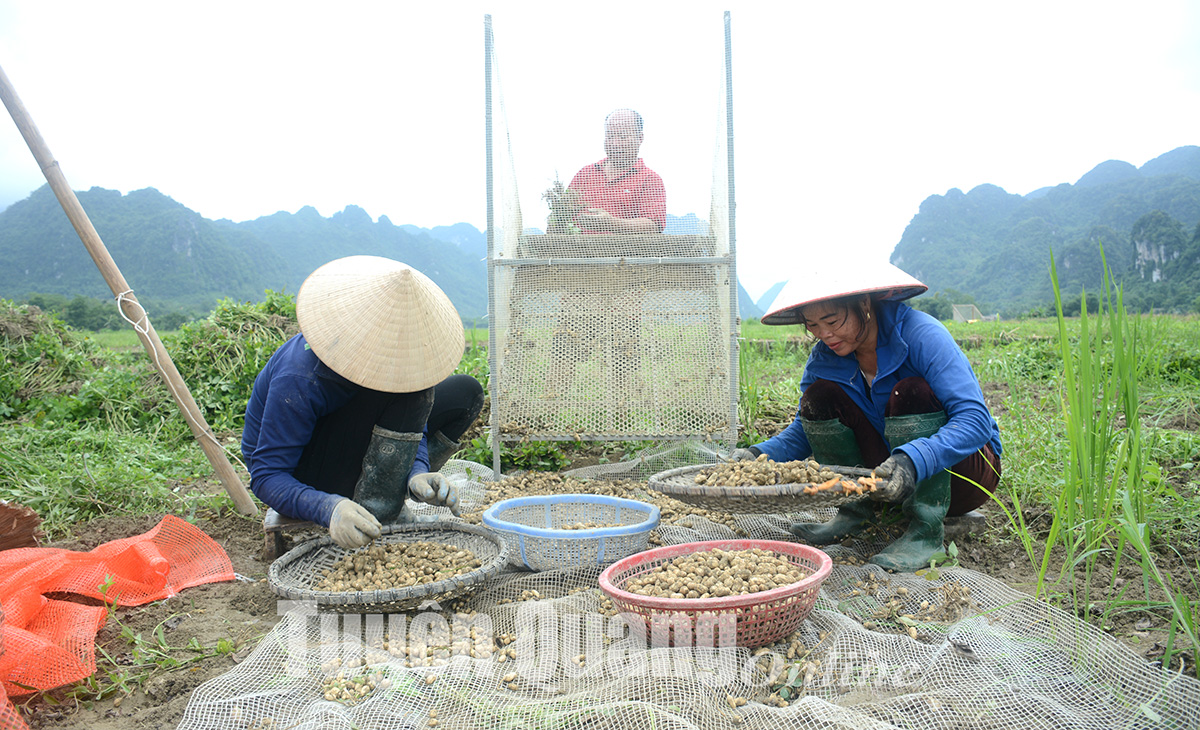 Ở nơi này của Tuyên Quang, nông dân đang có một nỗi buồn mang tên &quot;lạc xuân&quot; - Ảnh 1.