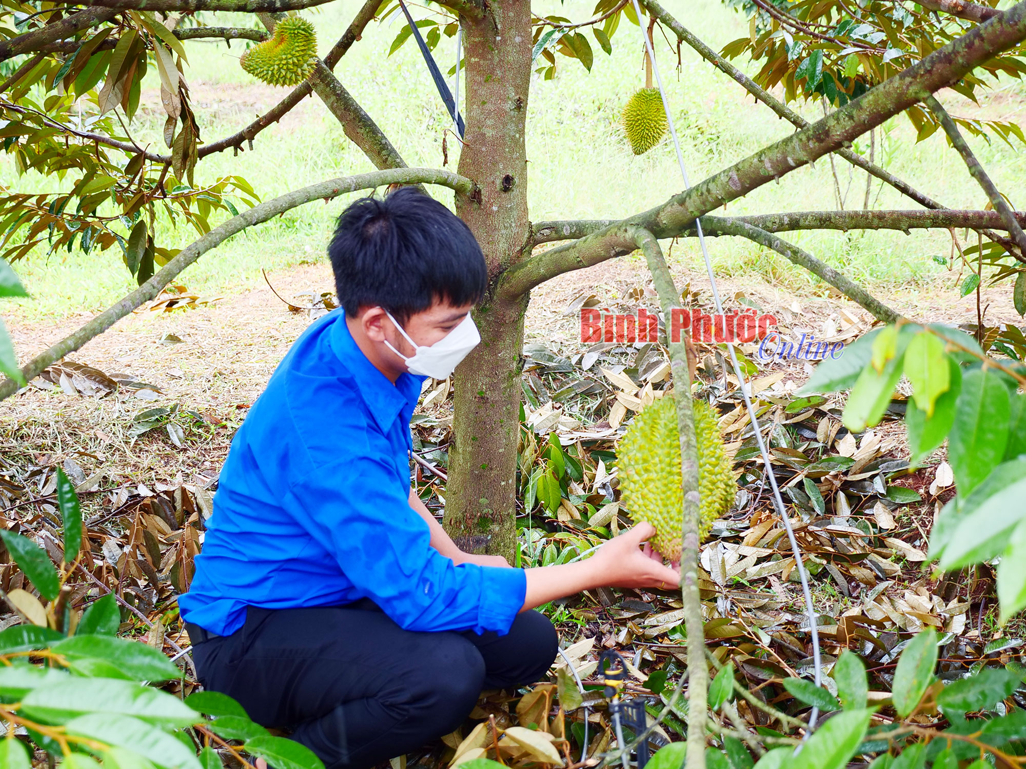 Trồng cảy ra trái gai góc mang tên mỹ miều &quot;nữ hoàng trái cây&quot;, nông dân nơi đây ở Bình Phước thu hơn nửa tỷ/ha - Ảnh 1.