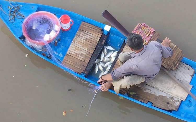Dùng chùm bông lúa non ngậm sữa dụ bắt cá mè vinh bách phát bách trúng ở Kiên Giang