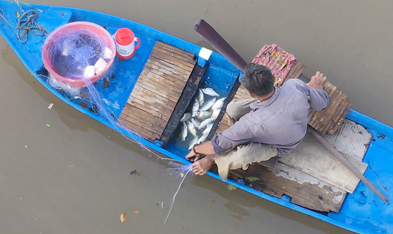Dùng chùm bông lúa non ngậm sữa dụ bắt cá mè vinh có một không hai ở Kiên Giang - Ảnh 2.