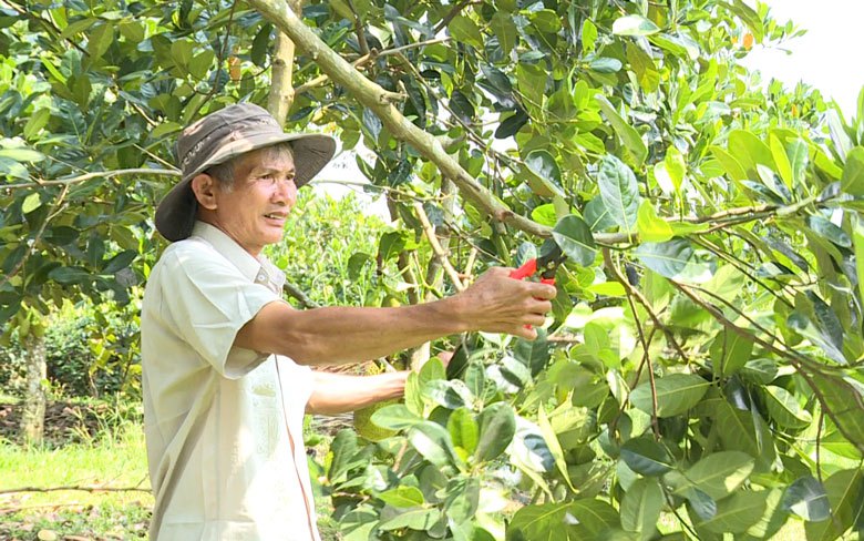 Vườn &quot;trồng lung tung&quot; thập cẩm đủ thứ cây ở Lâm Đồng, tưởng dở mà lại hóa hay bởi tiền về đều tay