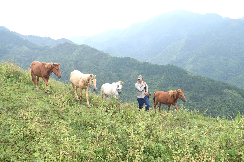 Nuôi đàn ngựa thả trên đồi hoang ở Quảng Ninh, anh chủ &quot;xuống núi&quot; dăm bữa nữa tháng không có ai dám bắt trộm - Ảnh 1.