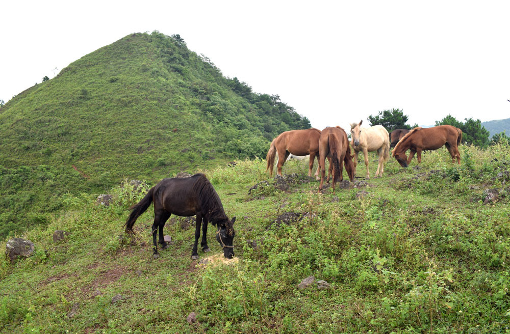 Nuôi đàn ngựa thả trên đồi hoang ở Quảng Ninh, anh chủ &quot;xuống núi&quot; dăm bữa nữa tháng không có ai dám bắt trộm - Ảnh 3.