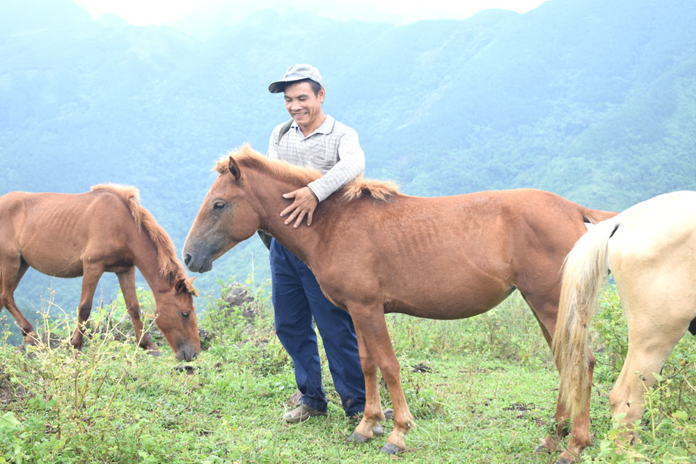 Nuôi đàn ngựa thả trên đồi hoang ở Quảng Ninh, anh chủ &quot;xuống núi&quot; dăm bữa nữa tháng không có ai dám bắt trộm - Ảnh 5.