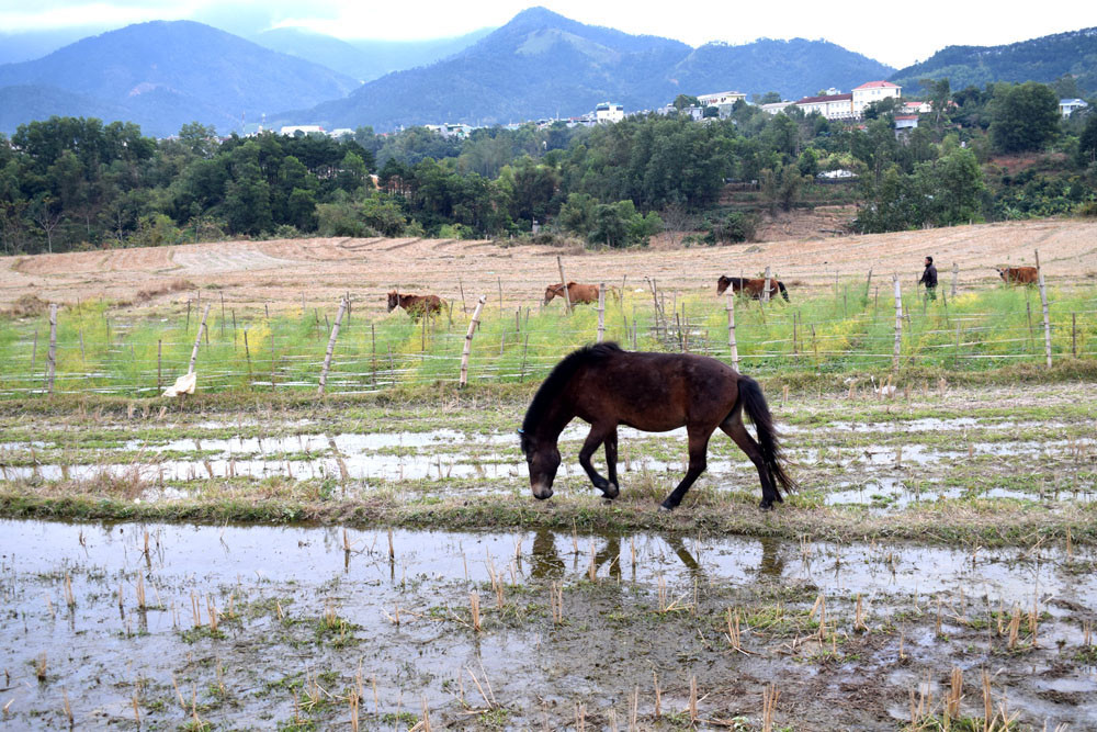 Nuôi đàn ngựa thả trên đồi hoang ở Quảng Ninh, anh chủ &quot;xuống núi&quot; dăm bữa nữa tháng không có ai dám bắt trộm - Ảnh 6.