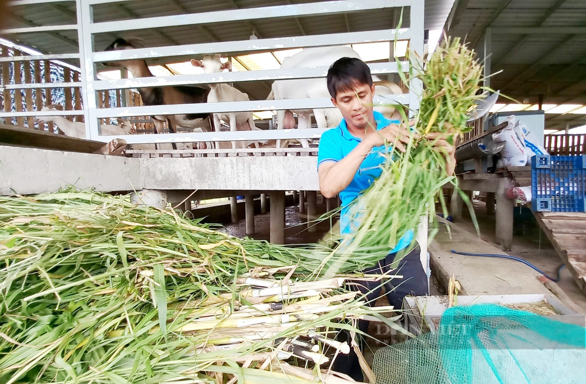 Nuôi con vật cho loại sữa xa xỉ, anh nông dân Sài Gòn thu tiền tỷ mỗi năm - Ảnh 6.