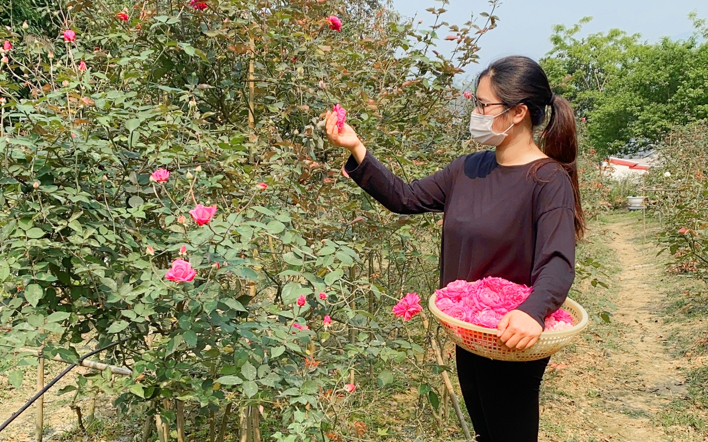 Trồng hoa hồng, thơm từ vườn vào nhà, vợ chồng nông dân trẻ Bắc Kạn thu 400 triệu/năm