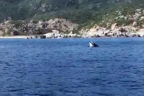 Xôn sao cá voi to, bự xuất hiện trên vịnh Cam Ranh - Ảnh 1.