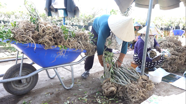 Nông dân Sa Đéc ở Đồng Tháp kiếm bộn tiền từ trồng cây hoa sứ Ánh Dương bán sang Trung Đông - Ảnh 1.