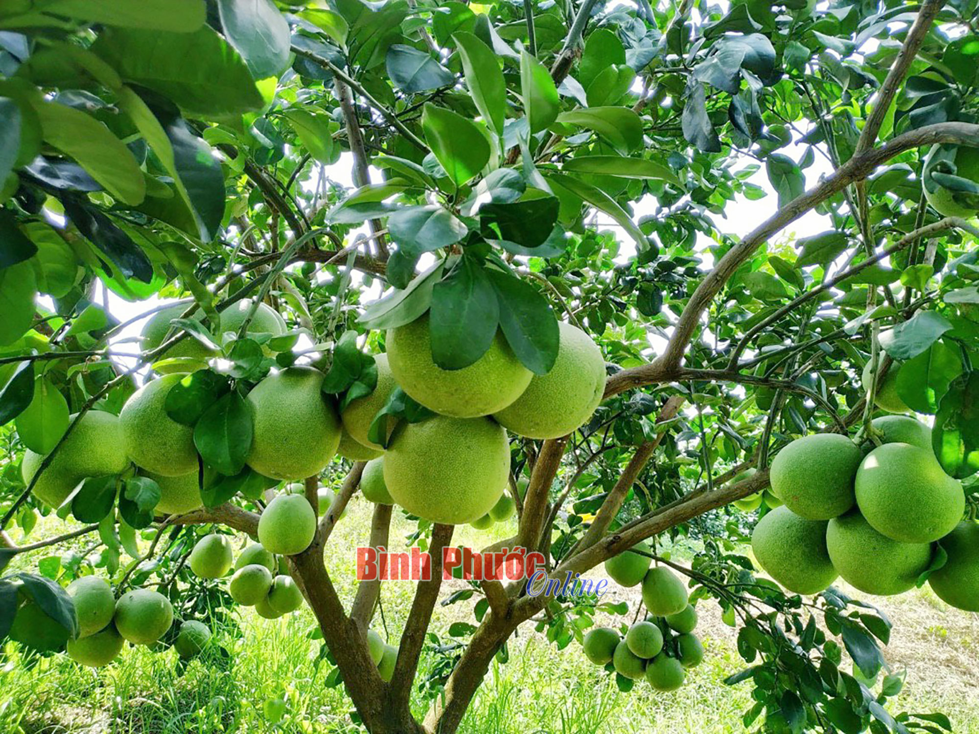 Trúng mùa, trúng giá bưởi da xanh, nông dân Bình Phước chỉ việc thu tiền, còn hái và vận chuyển đều do thương lái - Ảnh 1.