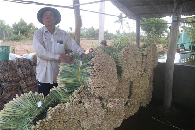 Tiền Giang: Nông dân lãi lớn nhờ trồng sả thương phẩm - Ảnh 1.