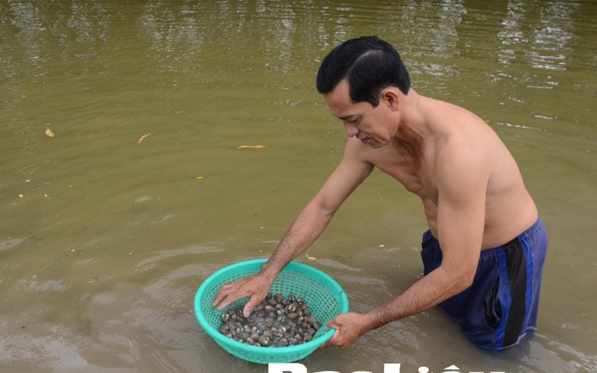 Nuôi &quot;ké&quot; con này trong ao nuôi tôm, chả tốn tiền mua cám công nghiệp, nông dân Bạc Liêu vẫn thu hàng trăm triệu