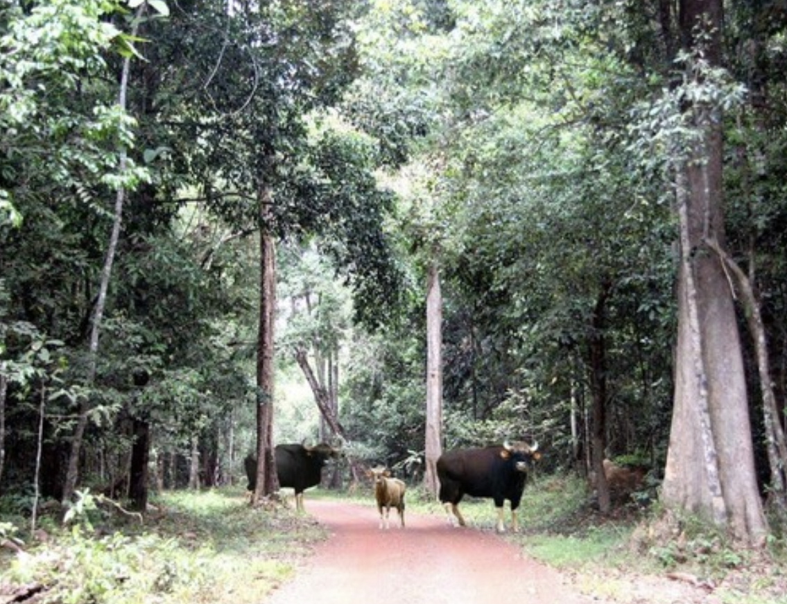 UNESCO không đồng ý xây dựng đường xuyên qua vùng lõi Khu dự trữ Sinh quyển thế giới - Ảnh 1.